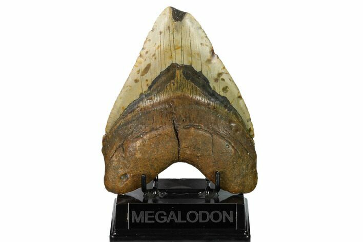 Huge, Fossil Megalodon Tooth - North Carolina #146775